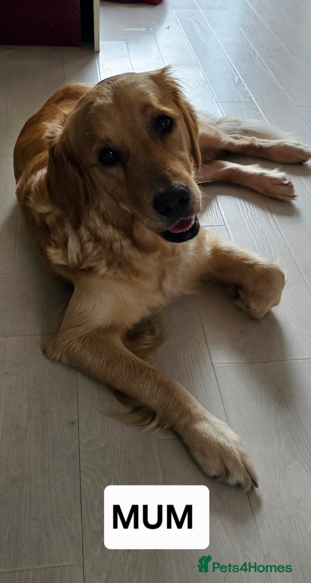 Golden Retriever dogs for sale:  golden retriever pups - Advert 11