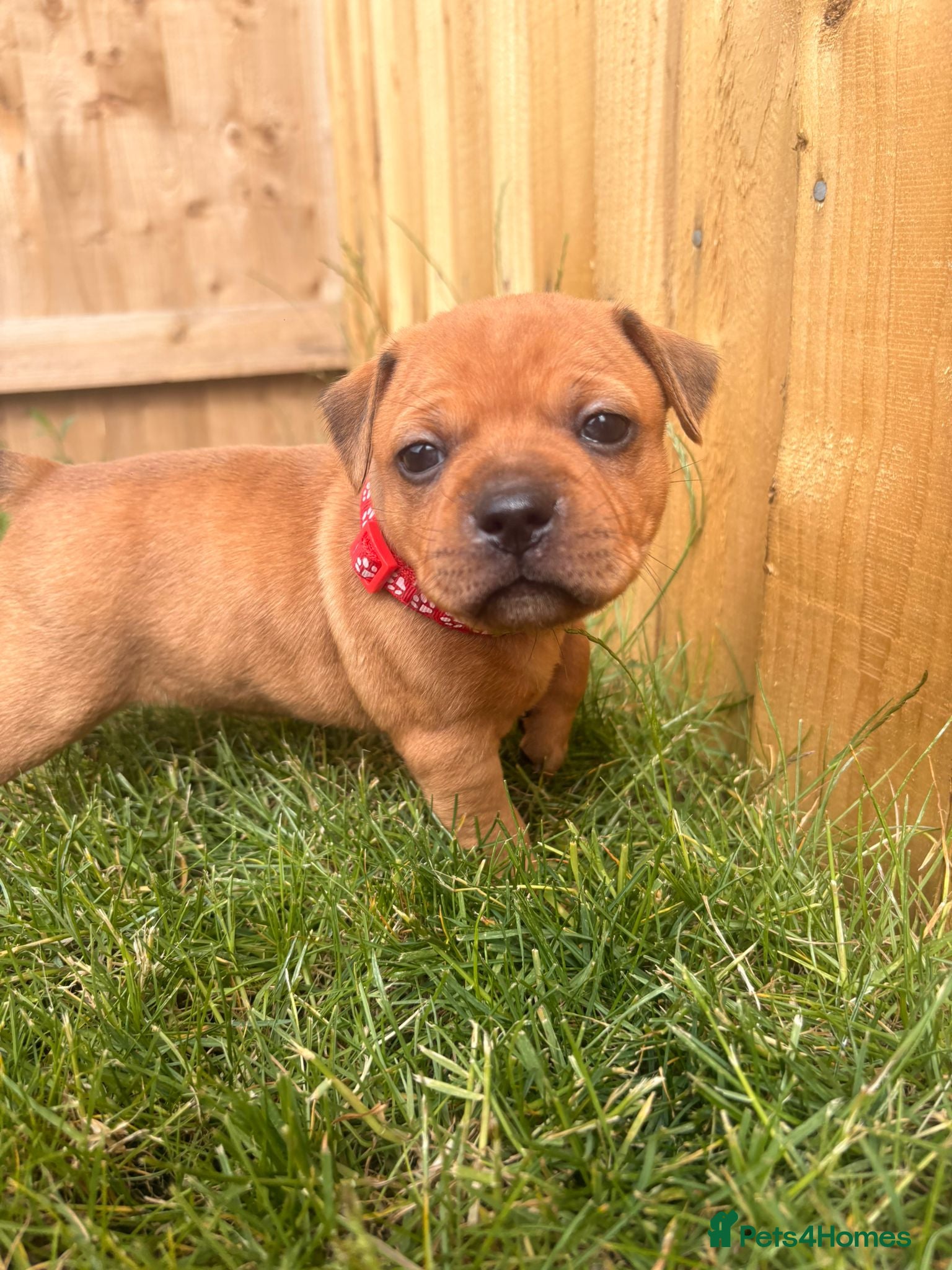 Staffordshire Bull Terrier dogs RED perfect chunky Staffy puppies - Advert 6