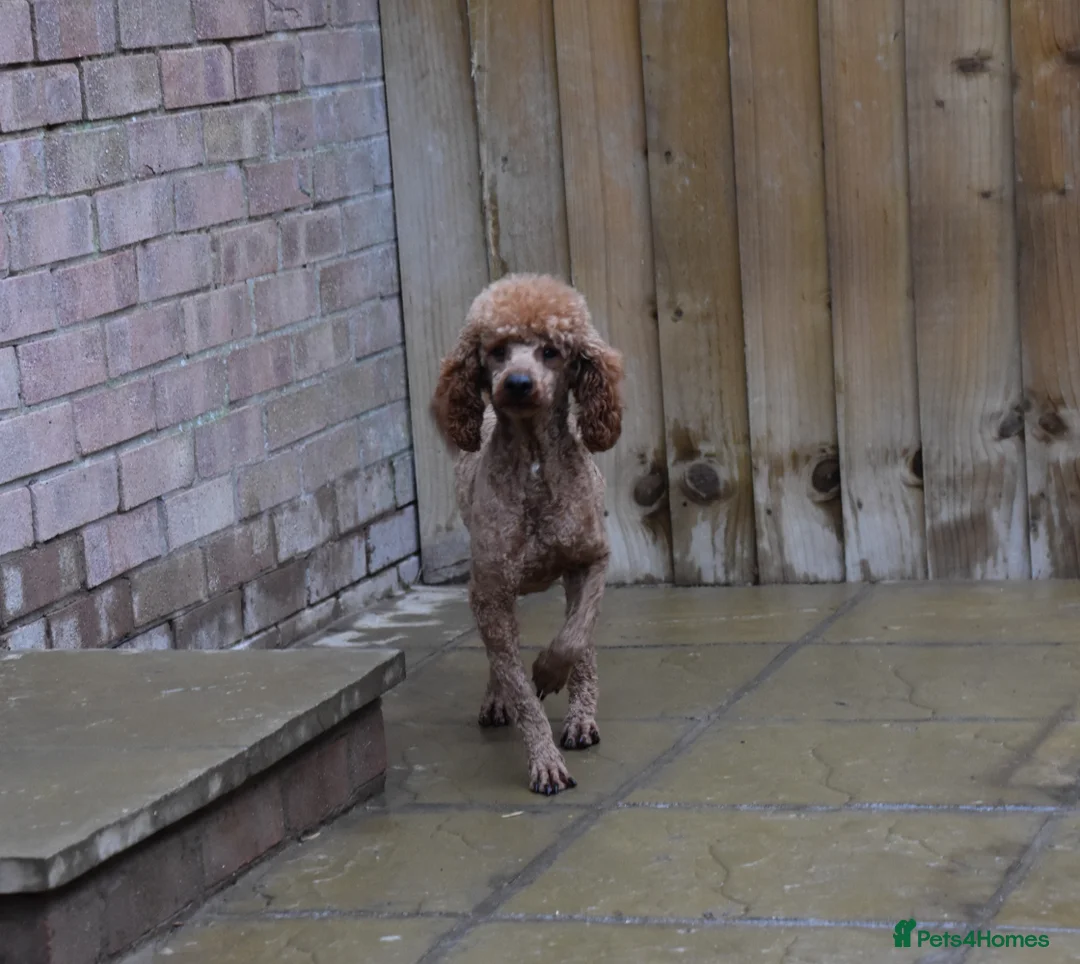 Miniature Poodle dogs for sale: 21 Months Old Male Miniature Poodle - Advert 6