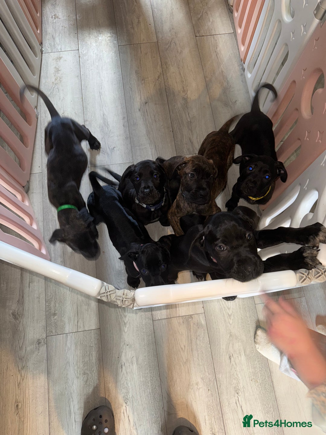 Cane Corso dogs for sale: Beautiful Litter Of Cane Corso Puppys - Image 1