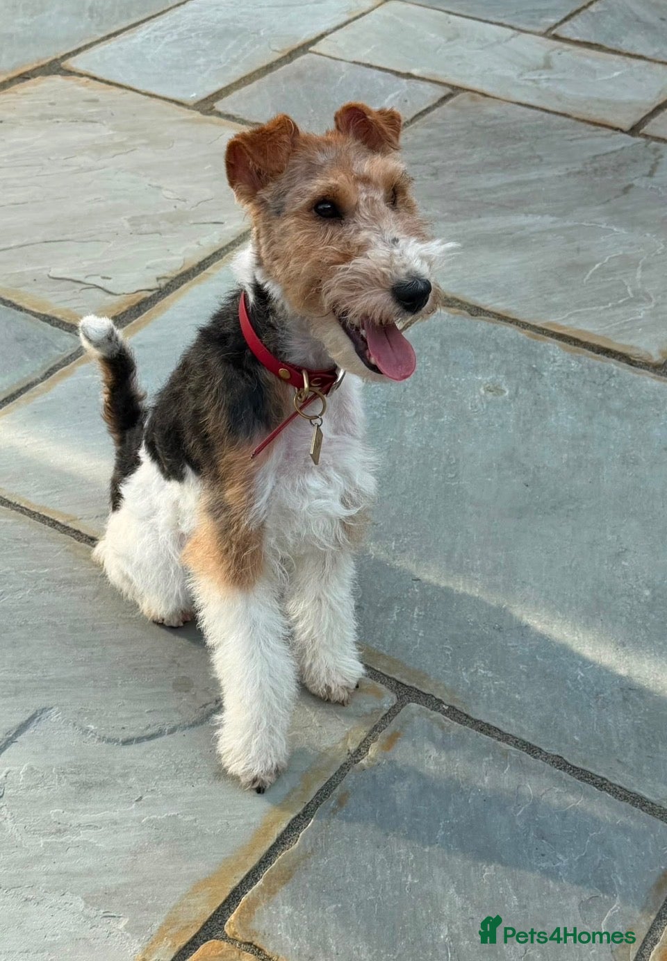 Fox Terrier dogs Wire fox terrier for sale  - Advert 2