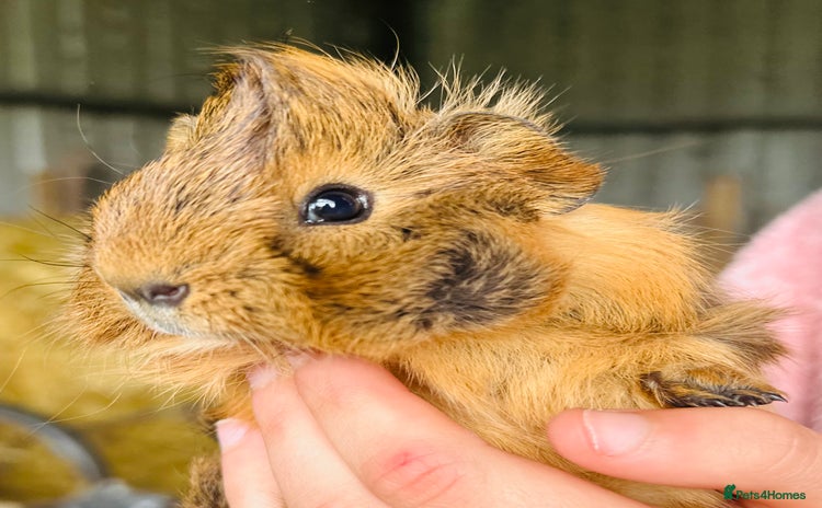 Guinea Pig rodents - Advert 2