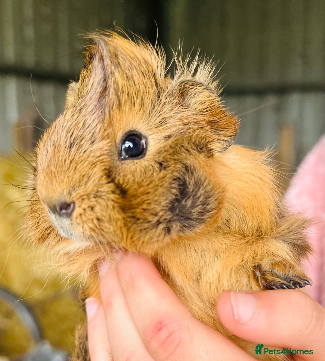 Guinea Pig rodents for sale: Male guinea pig - Image 1