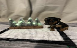 Jack Russell dogs for sale: Minature jack russel pupies  - Image 8