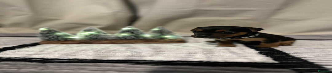 Jack Russell Puppy 8