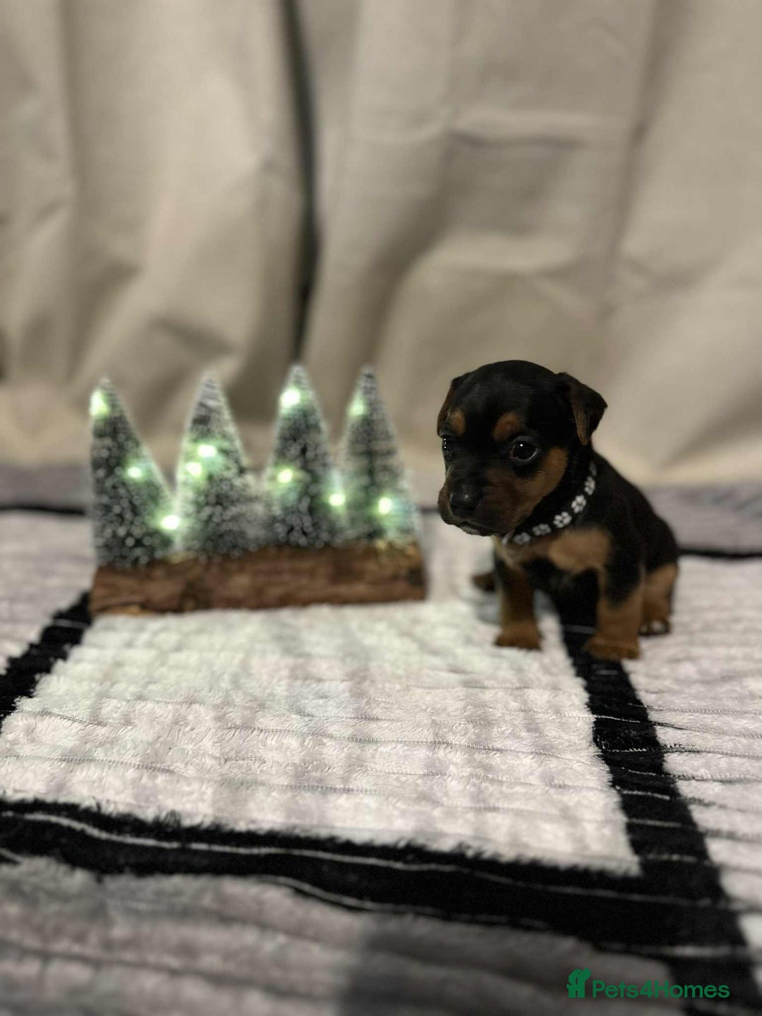 Jack Russell dogs for sale: Minature jack russel pupies  - Image 8