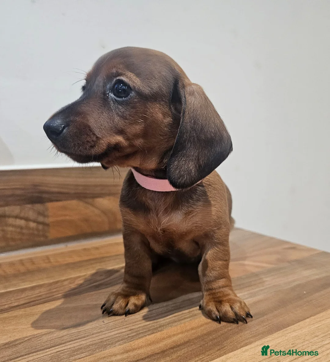 Dachshund dogs for sale: Adorable Dachshund Puppies - Advert 4
