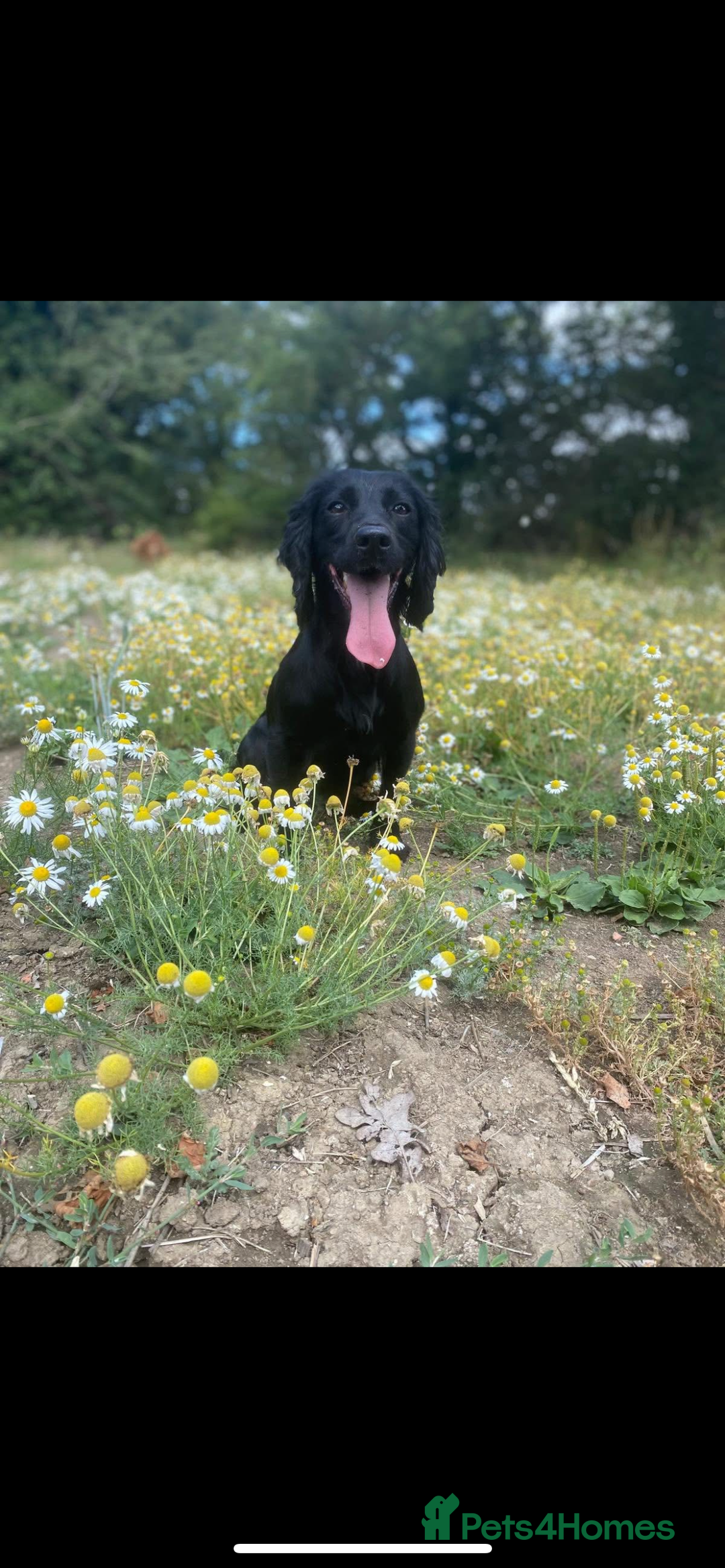 Cocker Spaniel dogs for sale: 2 year old kc registered FTHC working bitch  - Advert 2