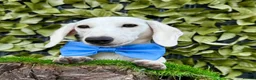 Miniature Dachshund dogs for sale: Pure White GHOST dachshunds - Advert 11