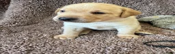 Labrador Retriever dogs for sale: 🐾1 Stunning Labrador Puppy left 👀 🏡 🐾 - Advert 16