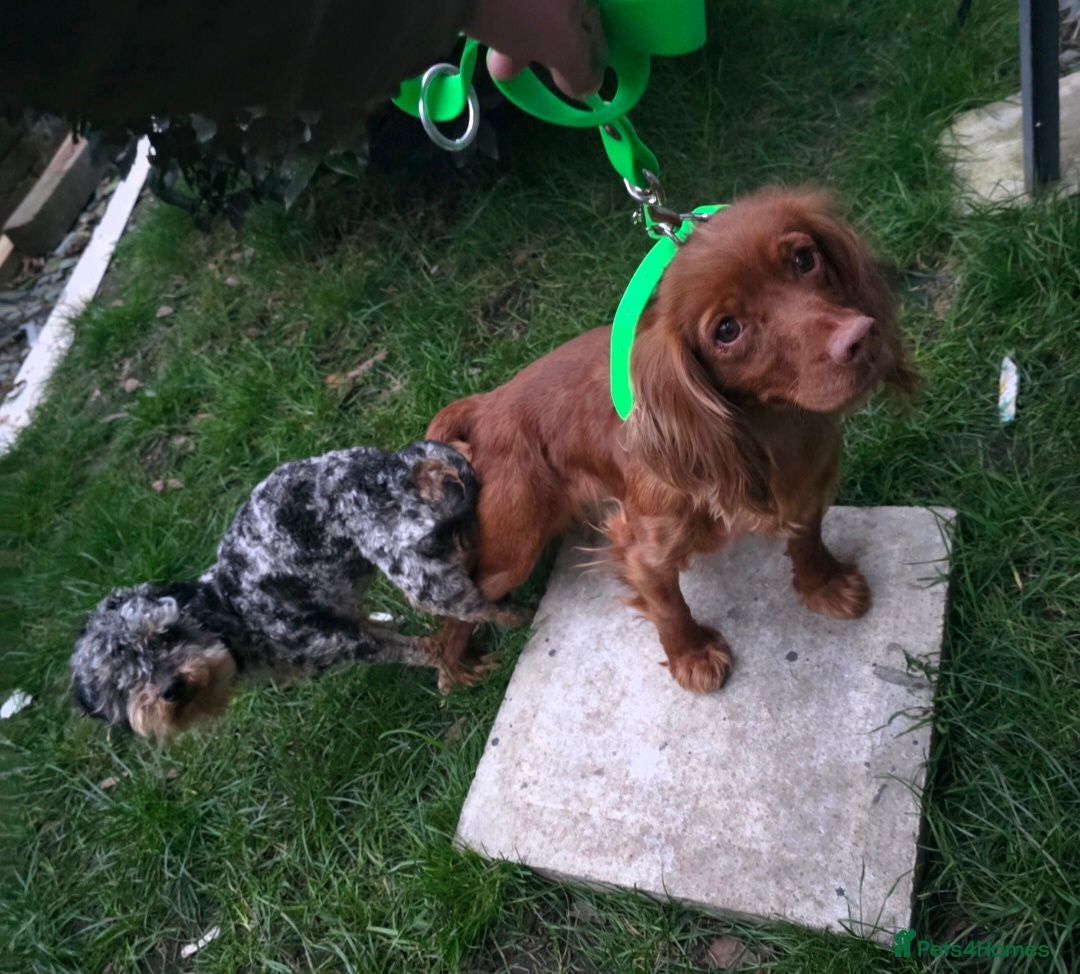 Cockapoo dogs F1 toy cockerpoo puppies  - Advert 2
