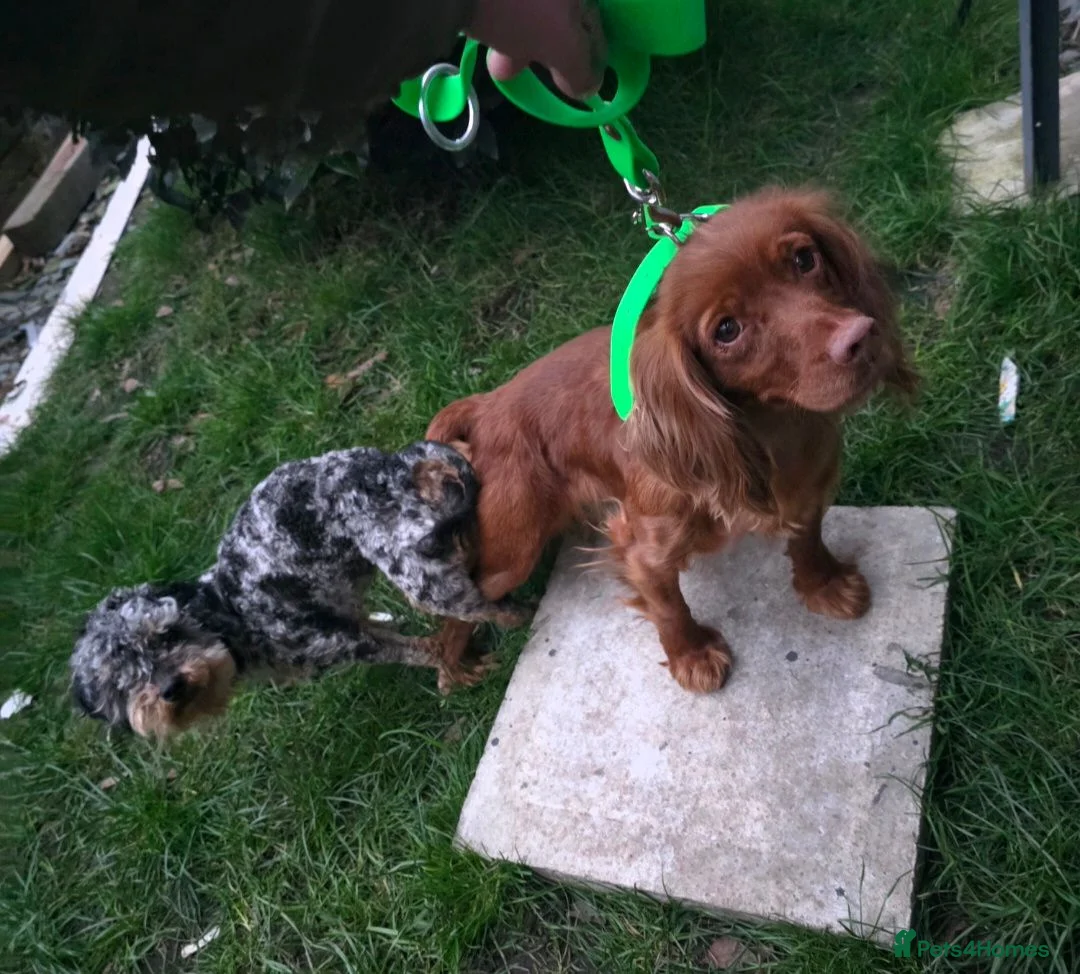 Cockapoo dogs for sale: F1 toy cockerpoo puppies  - Advert 1
