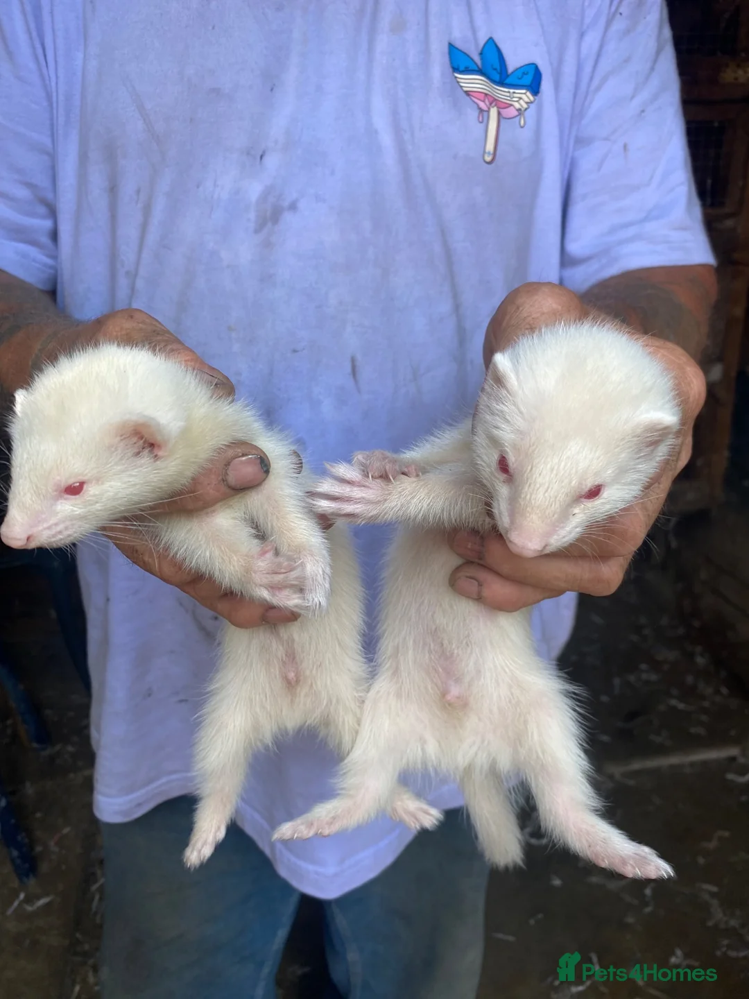 Ferret rodents for sale: Ferrets for sale  in Gravesend - Advert 2