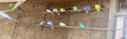 Budgerigars birds for sale: 30 adults budgies  - Advert 6