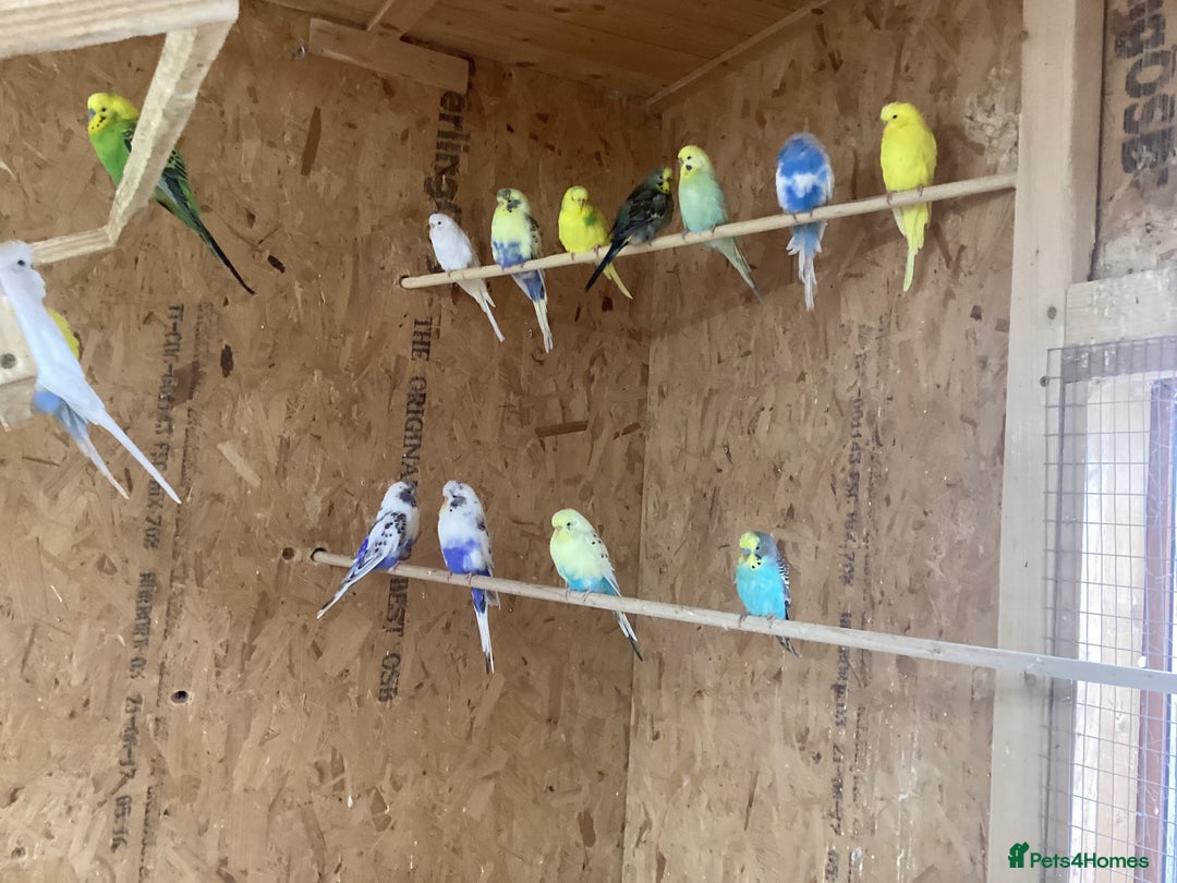 Budgerigars birds for sale: 30 adults budgies  - Advert 6