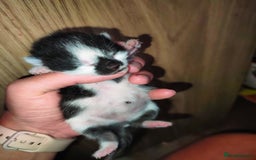 Mixed Breed cats for sale: Kittens - Image 21
