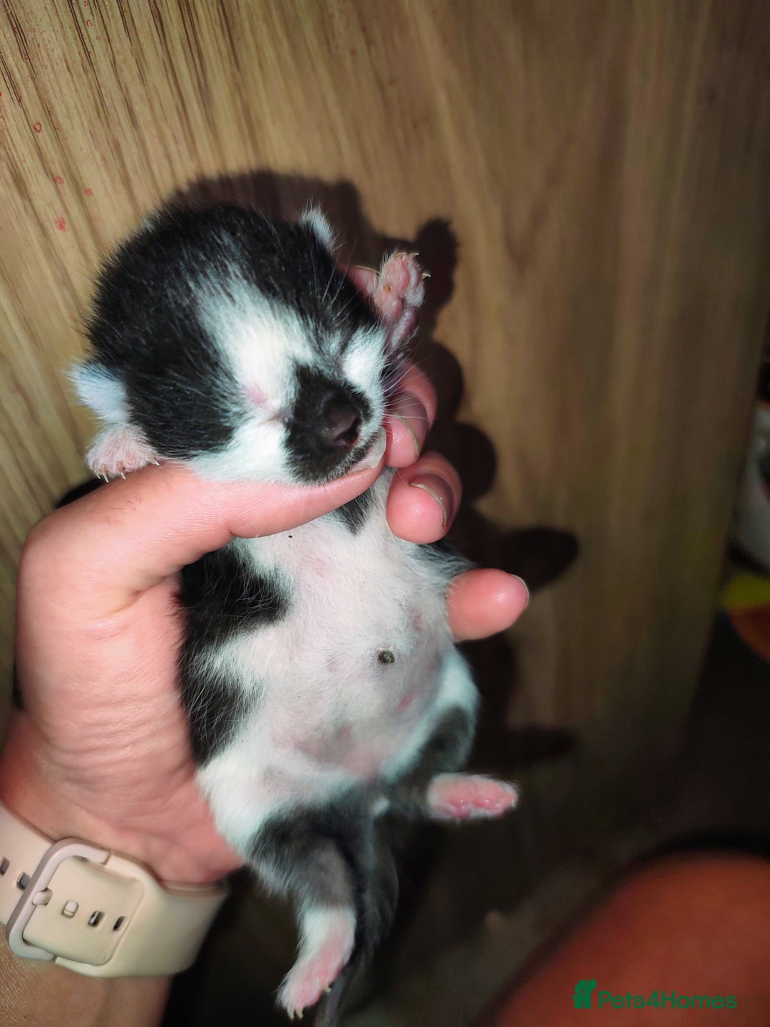 Mixed Breed cats for sale: Kittens - Image 21