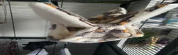 Rat rodents for sale: Cage and accessories  - Advert 2