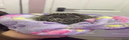 Pygmy Hedgehog rodents for sale: Baby hoglet  - Advert 1
