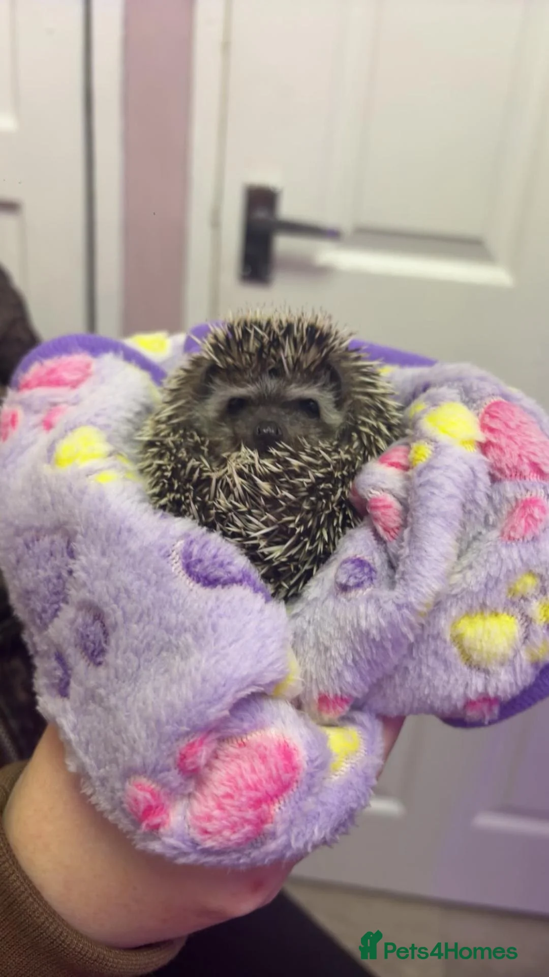 Pygmy Hedgehog rodents for sale: Baby hoglet  - Advert 1