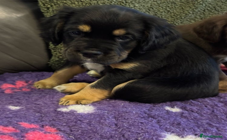 Mixed Breed dogs - Advert 3