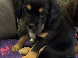 Mixed Breed dogs - Advert 3