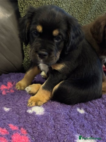 Mixed Breed dogs - Advert 3