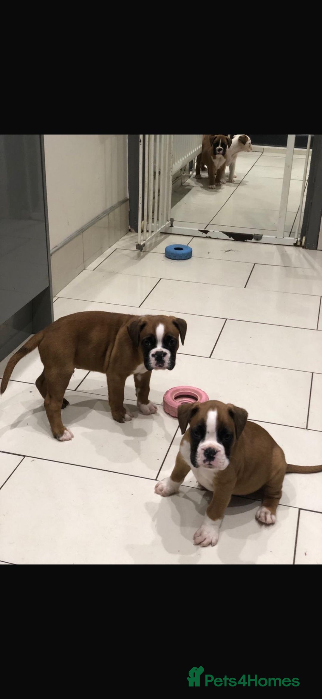Boxer dogs for sale: Boxer pups  - Advert 8