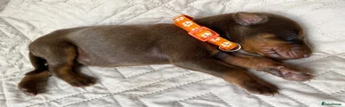 Dobermann 3