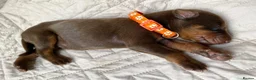 Dobermann dogs for sale: KC REGISTERED DOBERMAN PUPS - Advert 38