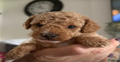 Maltipoo dogs - Advert 4