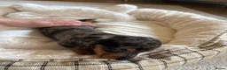 Miniature Dachshund dogs for sale: Six beautiful miniature dachshund pups in Swansea - Advert 33