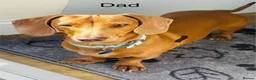 Miniature Dachshund dogs for sale: Dachund babies  - Advert 3