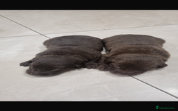 Borador dogs for sale: Beautiful Lab Collie Cross - Image 1