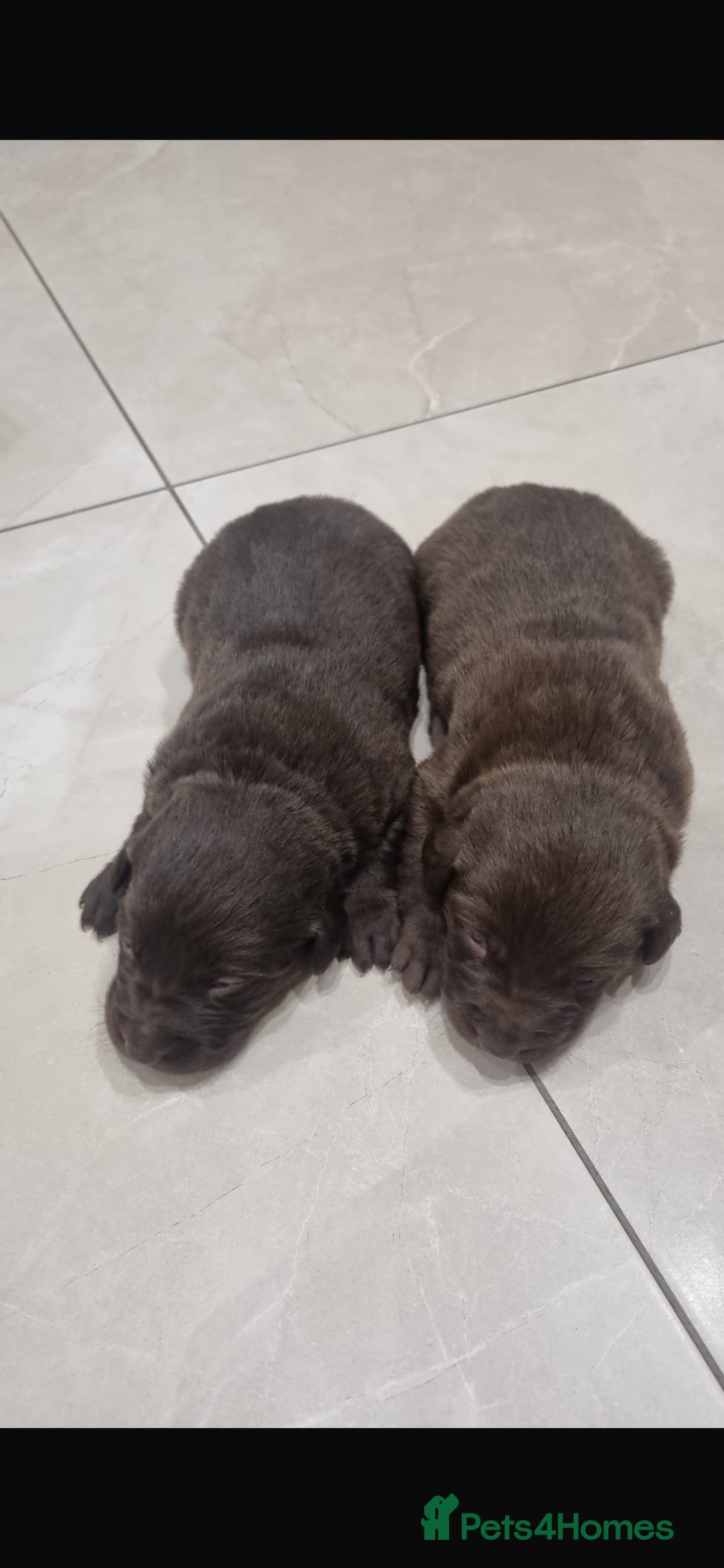 Borador dogs for sale: Beautiful Lab Collie Cross - Image 1