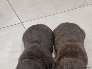 Borador dogs - Advert 1