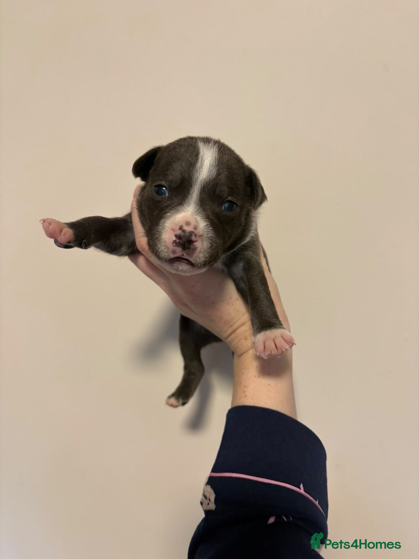 Staffordshire Bull Terrier dogs for sale: 10 Beautiful blue Staffordshire bull terrier pups - Advert 3