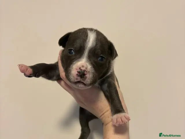 Staffordshire Bull Terrier dogs for sale: 10 Beautiful blue Staffordshire bull terrier pups - Advert 3
