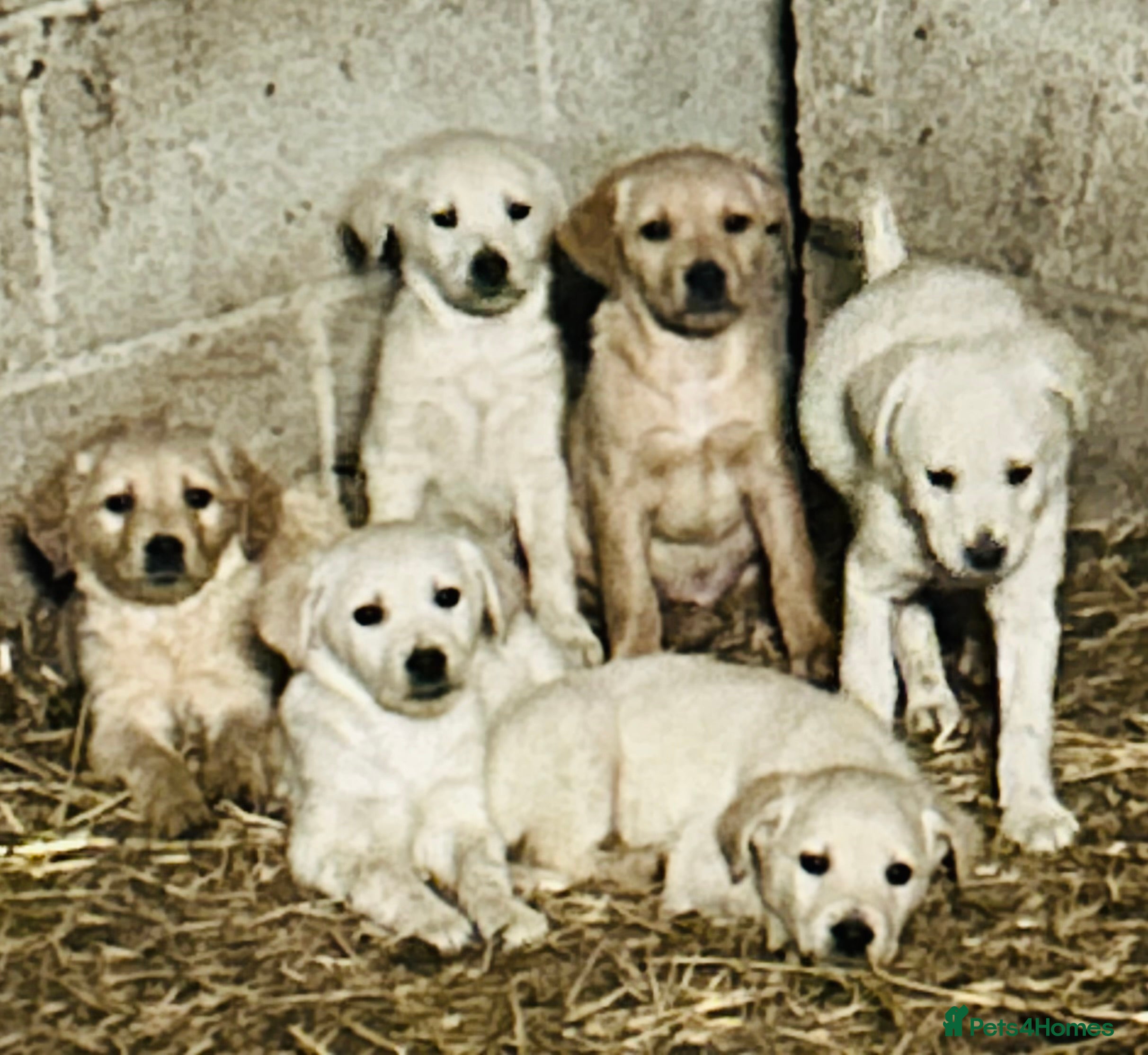 Golden Retriever dogs 5 golden retriever puppies - Advert 5