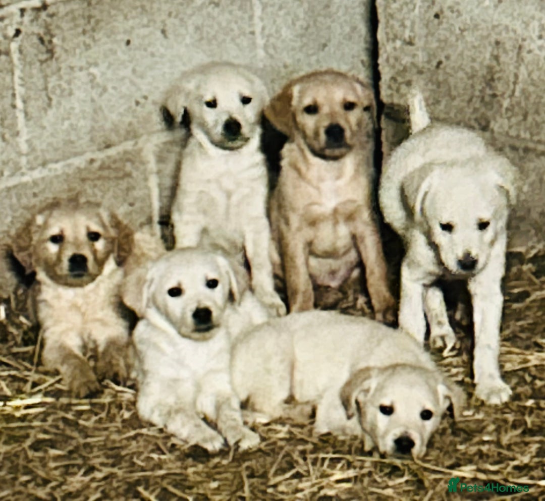 Golden Retriever dogs for sale: 5 golden retriever puppies - Advert 1