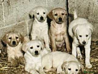 Golden Retriever dogs 5 golden retriever puppies - Advert 4