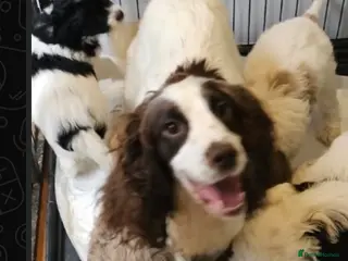 Cockapoo dogs I am looking for a new home - Advert 1