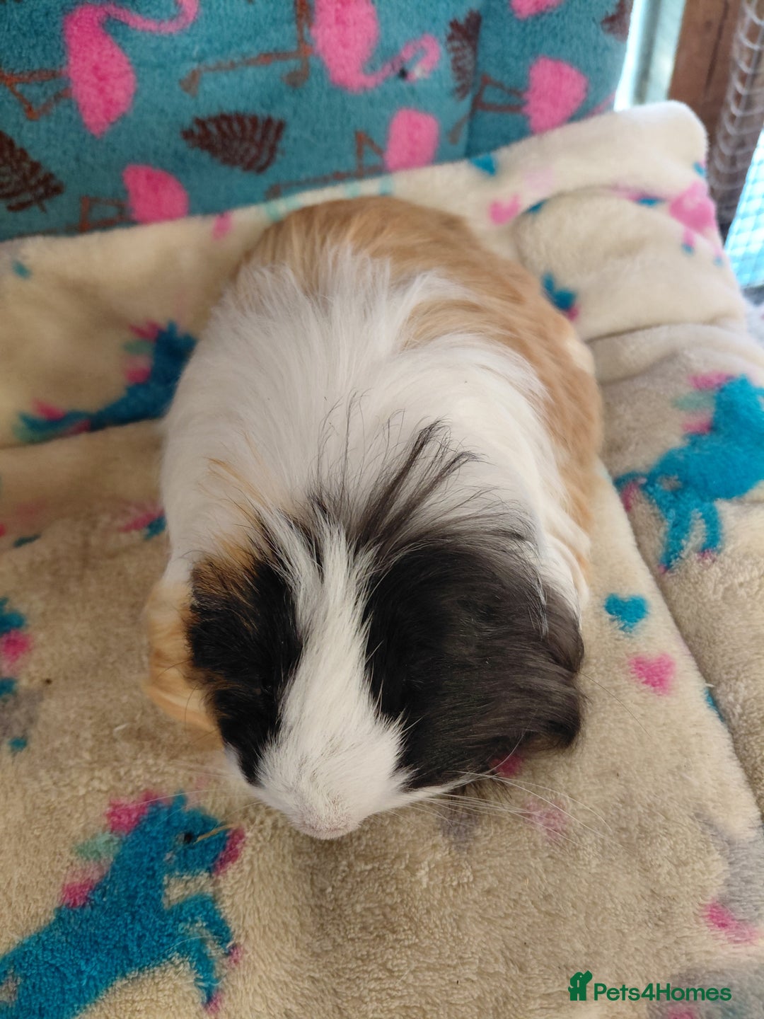 Guinea Pig rodents for sale: Baby Longhaired/ Longhaired Retired Young Adults. - Advert 12