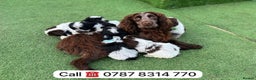 Cockapoo dogs for sale: cockapoos puppies F1 3 boys 2 girls  - Advert 12