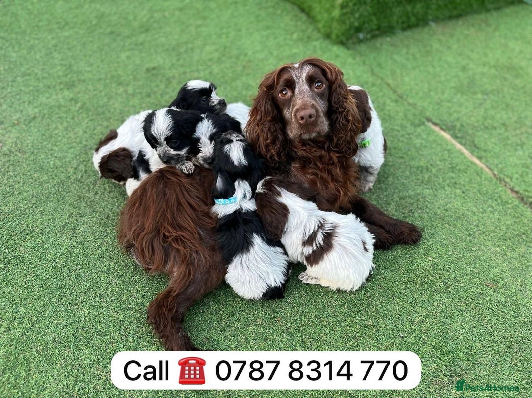 Cockapoo dogs for sale: cockapoos puppies F1 3 boys 2 girls  - Advert 12