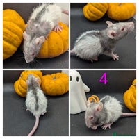 Rat rodents - Advert 2