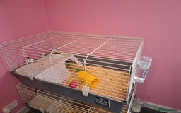 Guinea Pig rodents for sale: Male and female guinea pigs  - Image 3