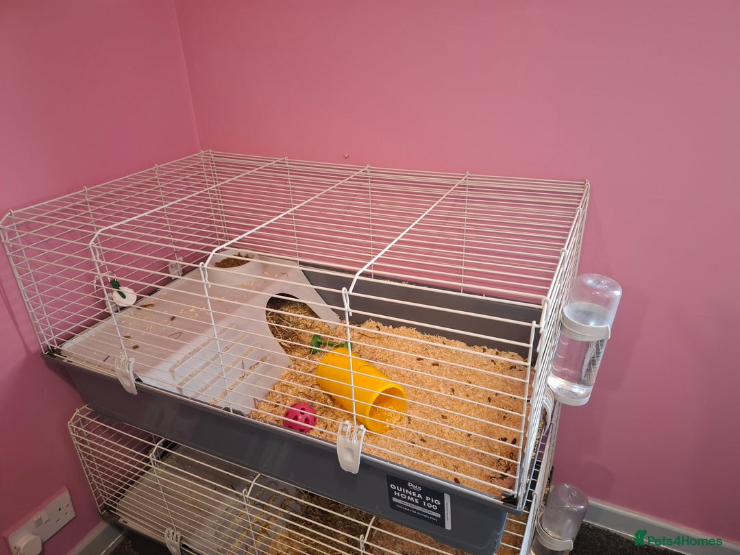 Guinea Pig rodents for sale: Male and female guinea pigs  - Image 3