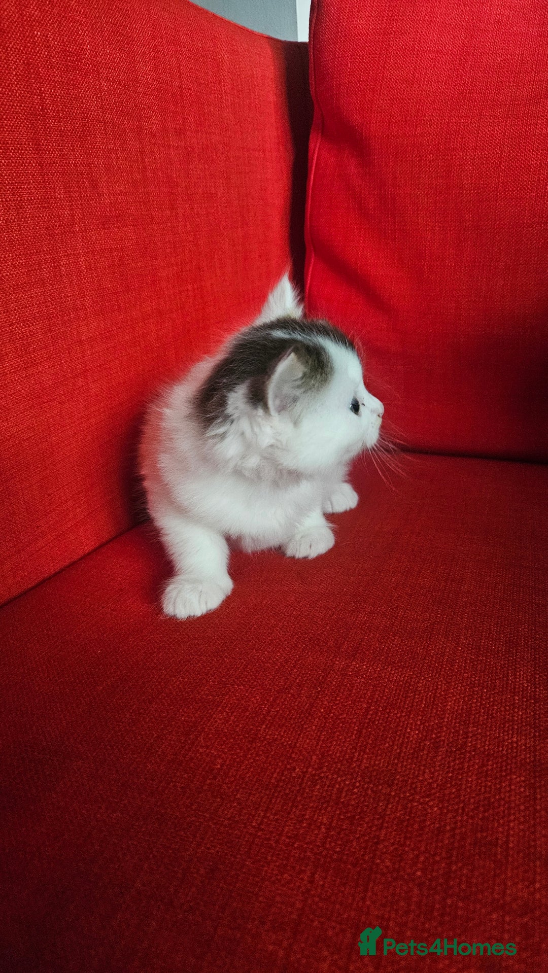 Domestic Shorthair cats for sale: Male and female  - Image 7