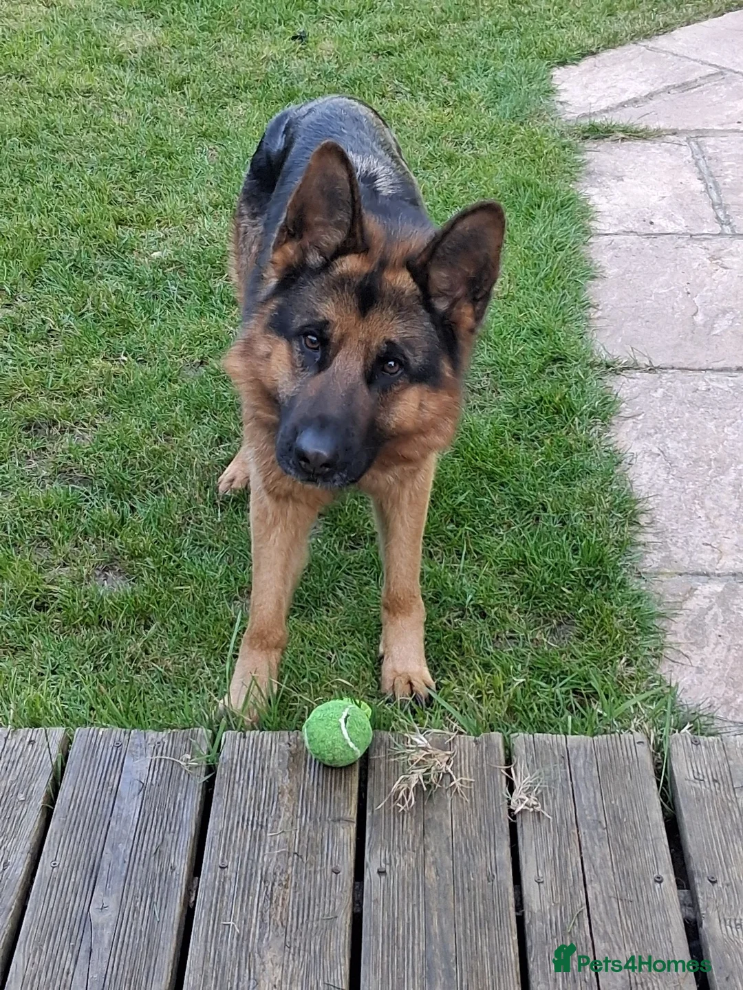 German Shepherd dogs for sale: Indie - Advert 12